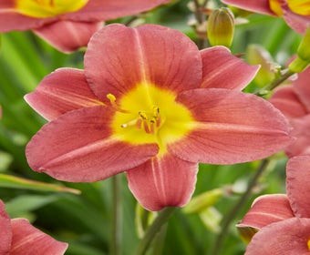 Daglelie (Hemerocallis 'Scarlet Breeze')