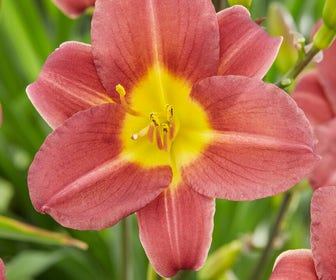 Daglelie (Hemerocallis 'Scarlet Breeze')