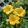 Daglelie (Hemerocallis 'Stella d'Oro')