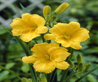 Daglelie (Hemerocallis 'Stella d'Oro')