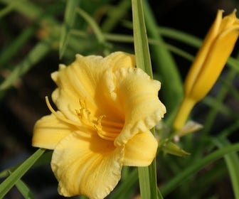 Daglelie (Hemerocallis 'Stella de Oro') BIO