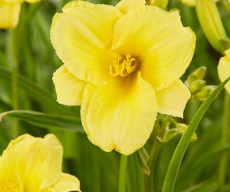 Daglelie (Hemerocallis 'Sunny Breeze')