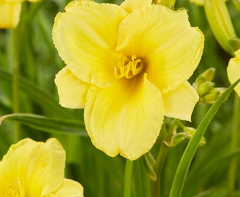 Daglelie (Hemerocallis 'Sunny Breeze')