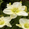 Daglelie (Hemerocallis 'White Temptation') 