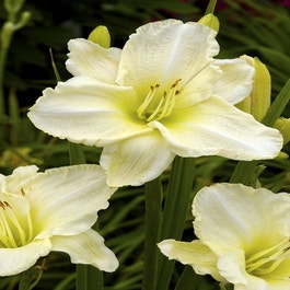 Daglelie (Hemerocallis ‘White Temptation’) | Directplant