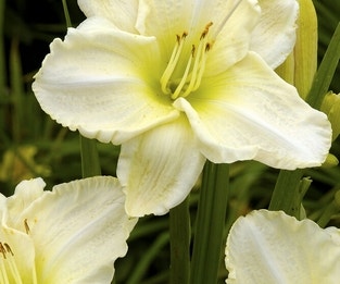 Daglelie (Hemerocallis 'White Temptation')