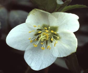 Kerstroos (Helleborus niger)
