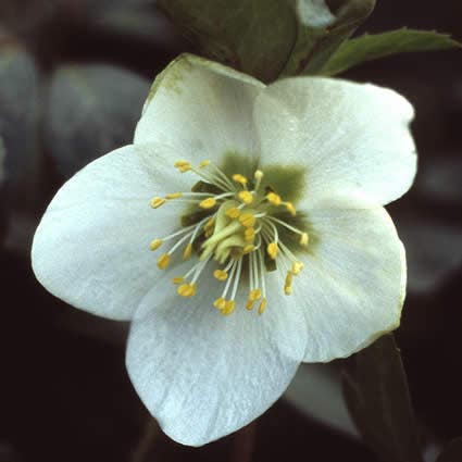 Kerstroos (Helleborus niger)
