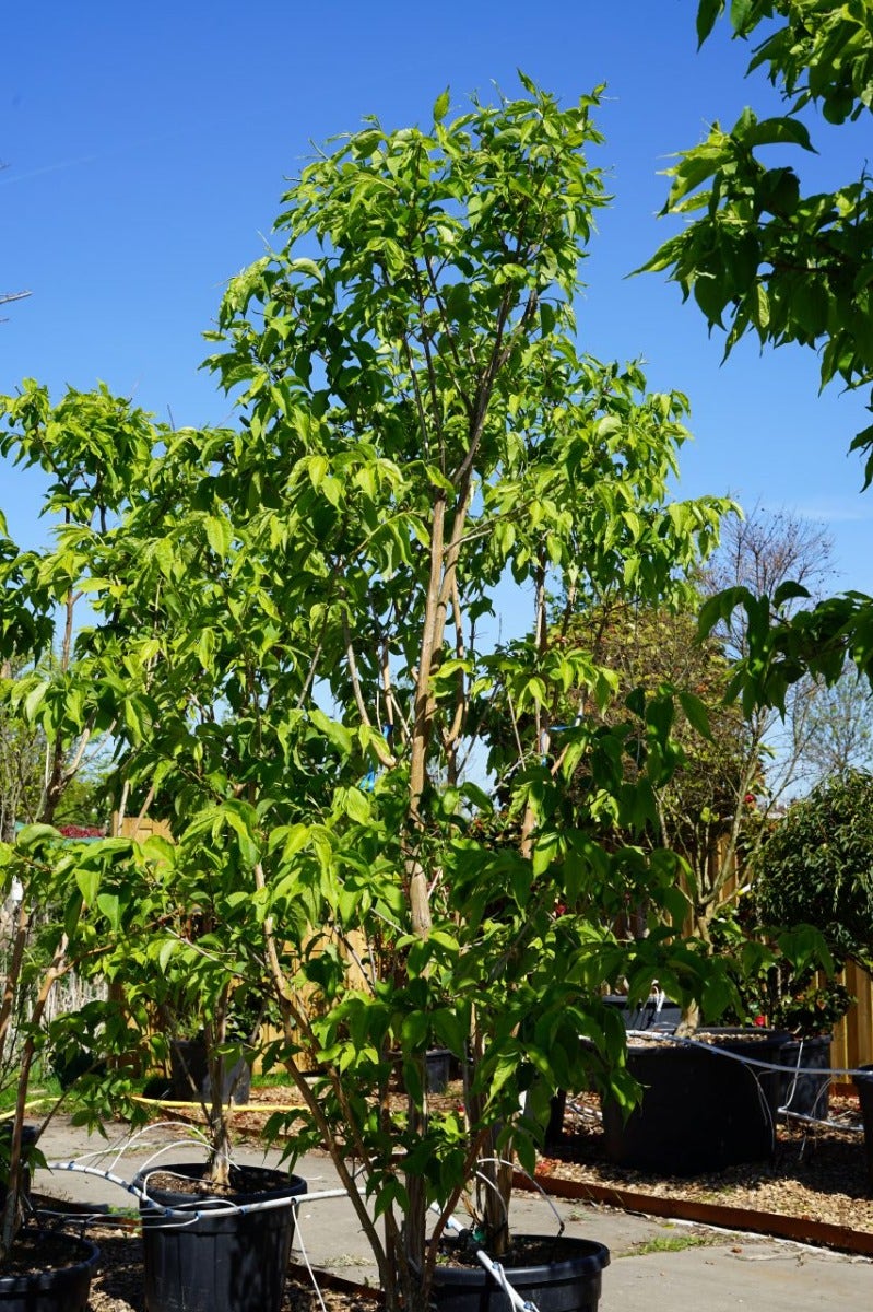 Heptacodium