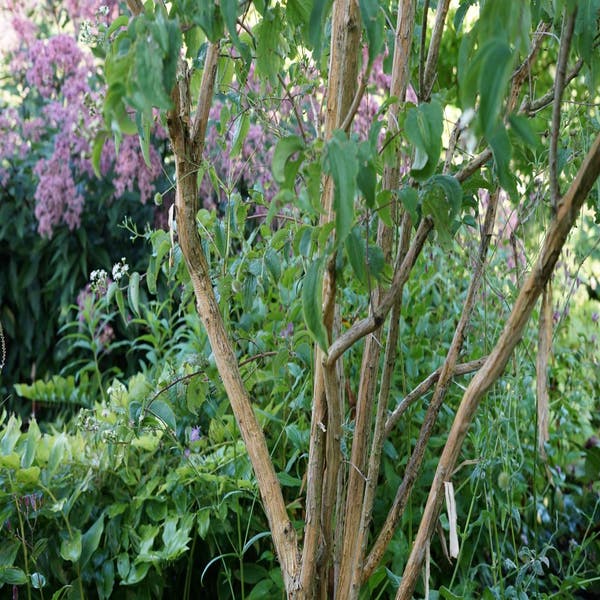 Zevenzonenboom als boom (Heptacodium miconiodes)