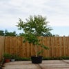 Zevenzonenboom (Heptacodium miconioides) - Droomplanten