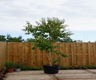 Zevenzonenboom (Heptacodium miconioides) - Droomplanten