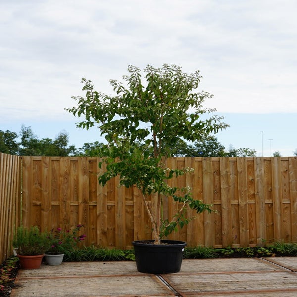 Heptacodium 250/300 cm
