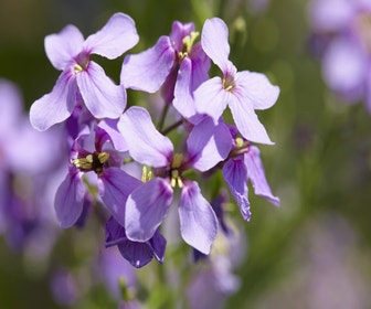 Damastbloem (Hesperis matronalis)
