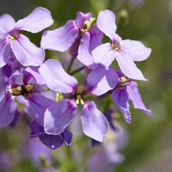 Damastbloem Hesperis Matronalis damastbloem-hesperis-matronalis