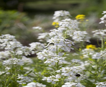 Damastbloem (Hesperis matronalis 'Alba')