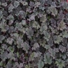 Purperklokje (Heuchera 'Binoche')