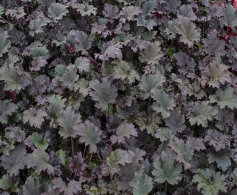 Purperklokje (Heuchera 'Binoche')
