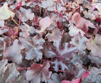 Purperklokje (Heuchera 'Black Pearl')