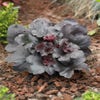 Purperklokje (Heuchera 'Black Sea')