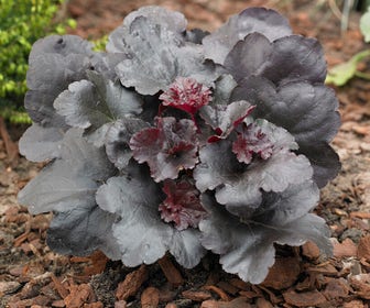 Purperklokje (Heuchera 'Black Sea')