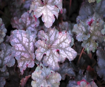 Purperklokje (Heuchera 'Can Can') Bio