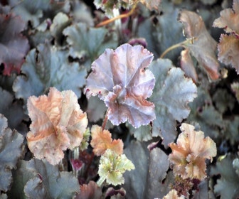 Purperklokje (Heuchera 'Cappuccino')