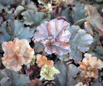 Purperklokje (Heuchera 'Cappuccino')