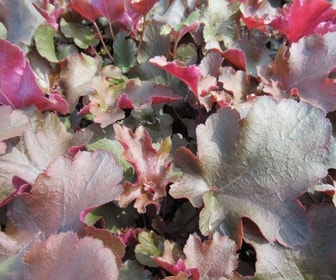 Purperklokje (Heuchera 'Chocolate Ruffles') BIO