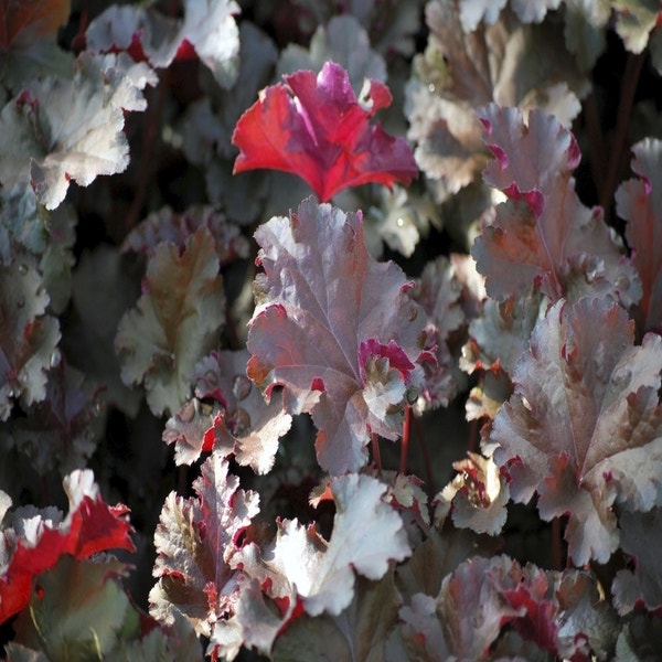Purperklokje (Heuchera 'Chocolate Ruffles') BIO