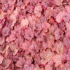 Purperklokje (Heuchera 'Georgia Peach')