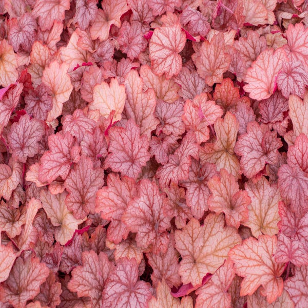 Purperklokje (Heuchera 'Georgia Peach')