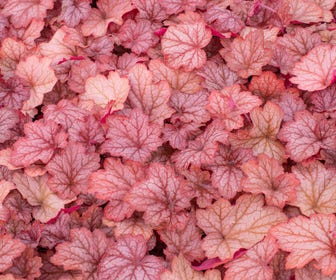 Purperklokje (Heuchera 'Georgia Peach')