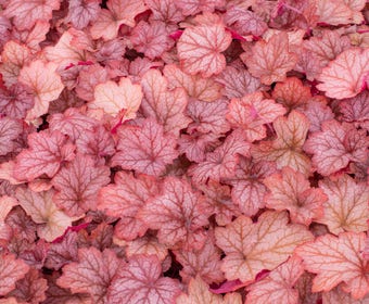 Purperklokje (Heuchera 'Georgia Peach')