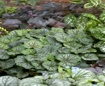 Purperklokje (Heuchera 'Green Spice')