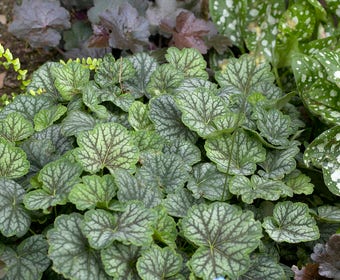 Purperklokje (Heuchera 'Green Spice')