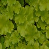 Purperklokje (Heuchera 'Lime Rickey')