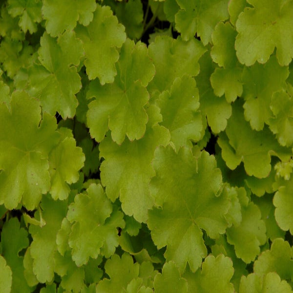Purperklokje (Heuchera 'Lime Rickey')
