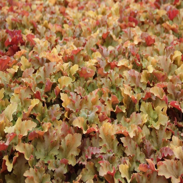 Purperklokje (Heuchera 'Marmalade') Directplant