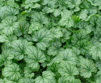 Purperklokje (Heuchera 'Paris')