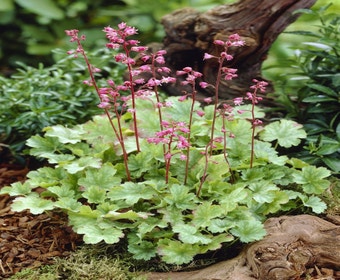 Purperklokje (Heuchera 'Petite Pink Bouquet')