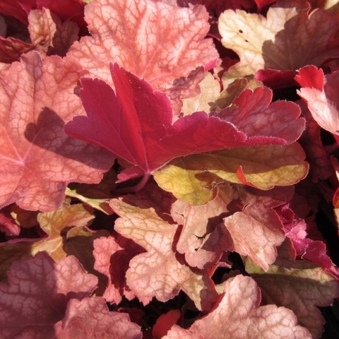Purperklokje (Heuchera 'Rio')