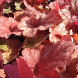 Purperklokje (Heuchera 'Rio')