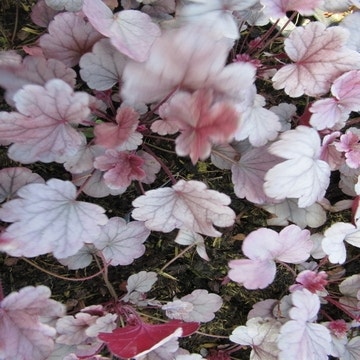Purperklokje (Heuchera 'Silver Gumdrop')