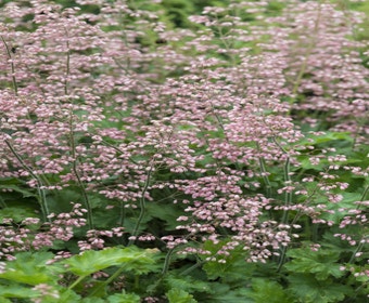 Purperklokje (Heuchera 'Strawberry Swirl')