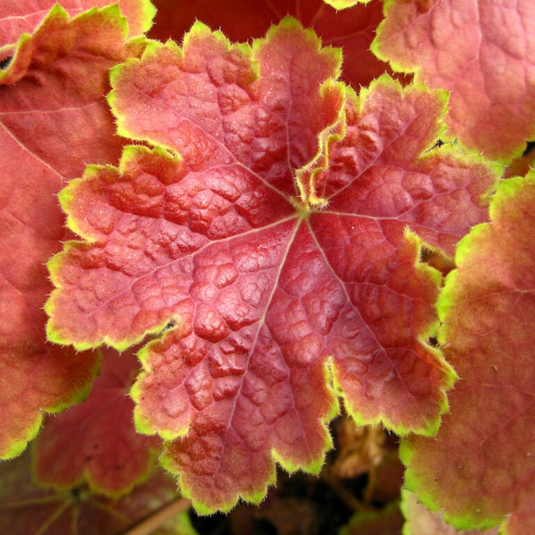Purperklokje (Heuchera 'Tiramisu')