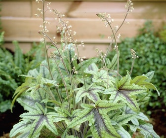 Purperklokje (Heucherella (Heucherella 'Kimono')