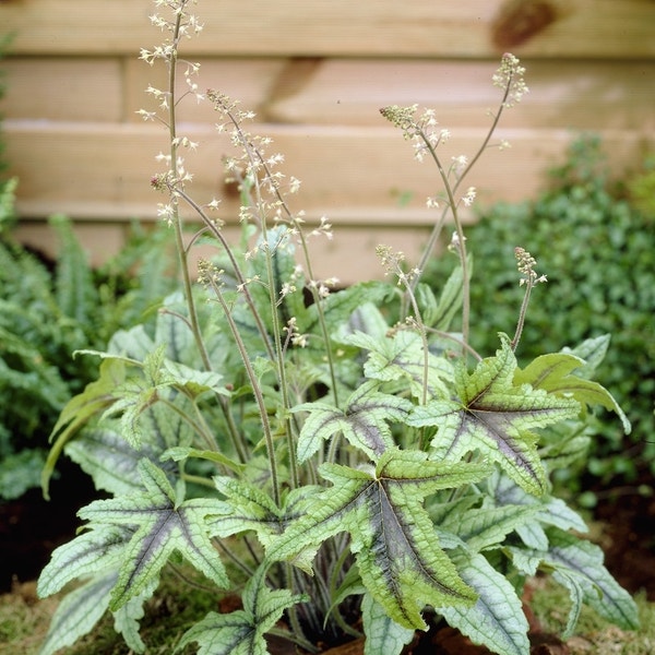 Purperklokje (Heucherella (Heucherella 'Kimono')