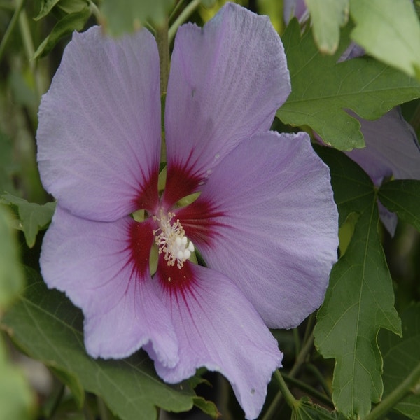 Boomhibiscus (Hibiscus 'Resi') bloeiend