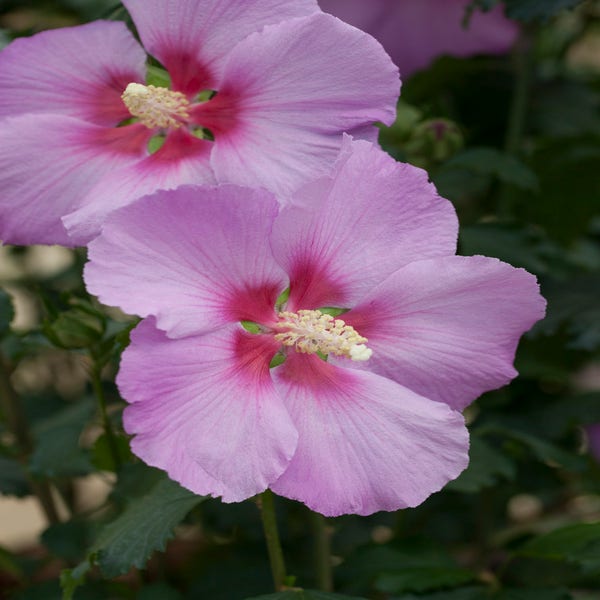 Altheastruik 'Rose Moon' bloemen